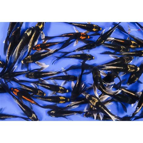 Imported Kabuto Butterfly Koi .
